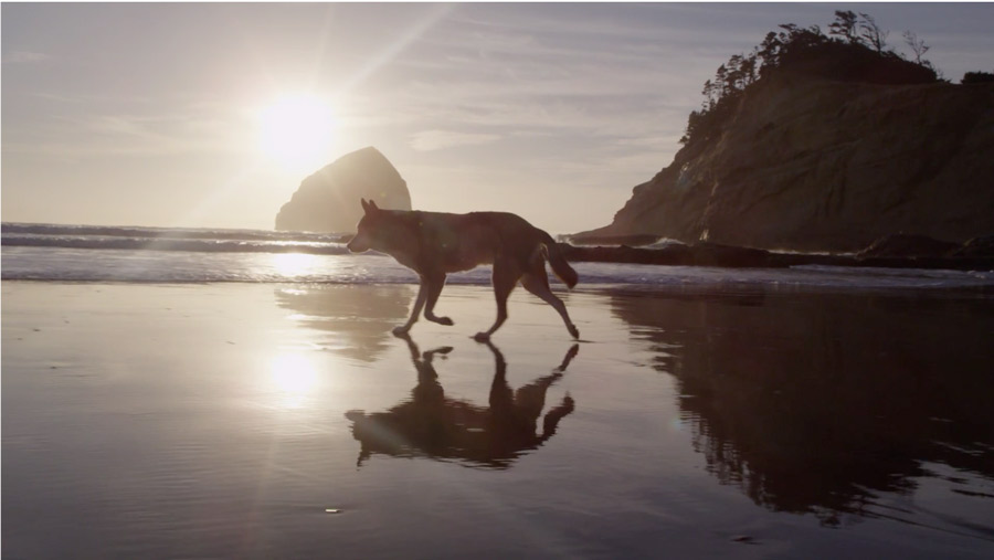 Denali – Ami éternel